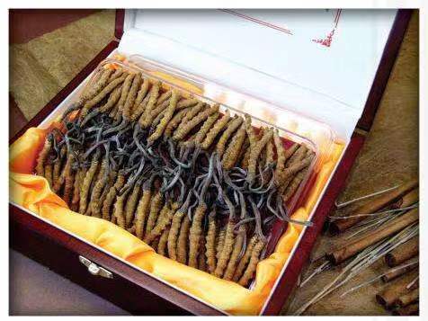 万山冬虫夏草回收